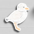 Piping Plover
