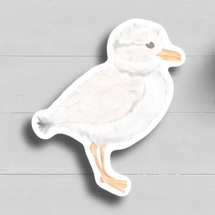 Piping Plover