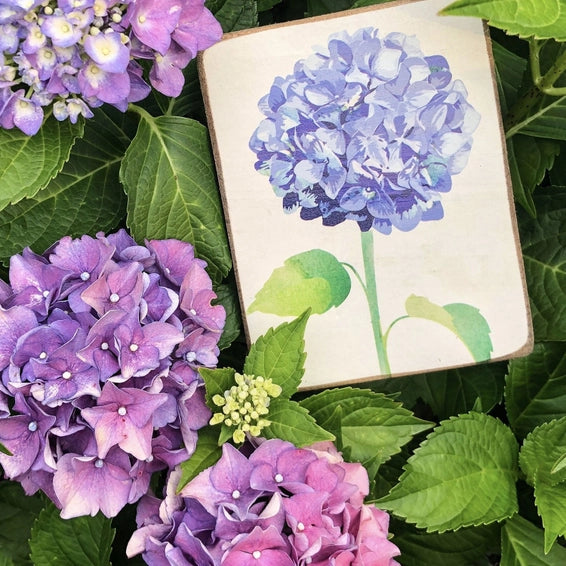 Hydrangea Block Sign