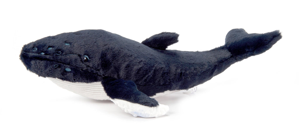 Humpback Whale