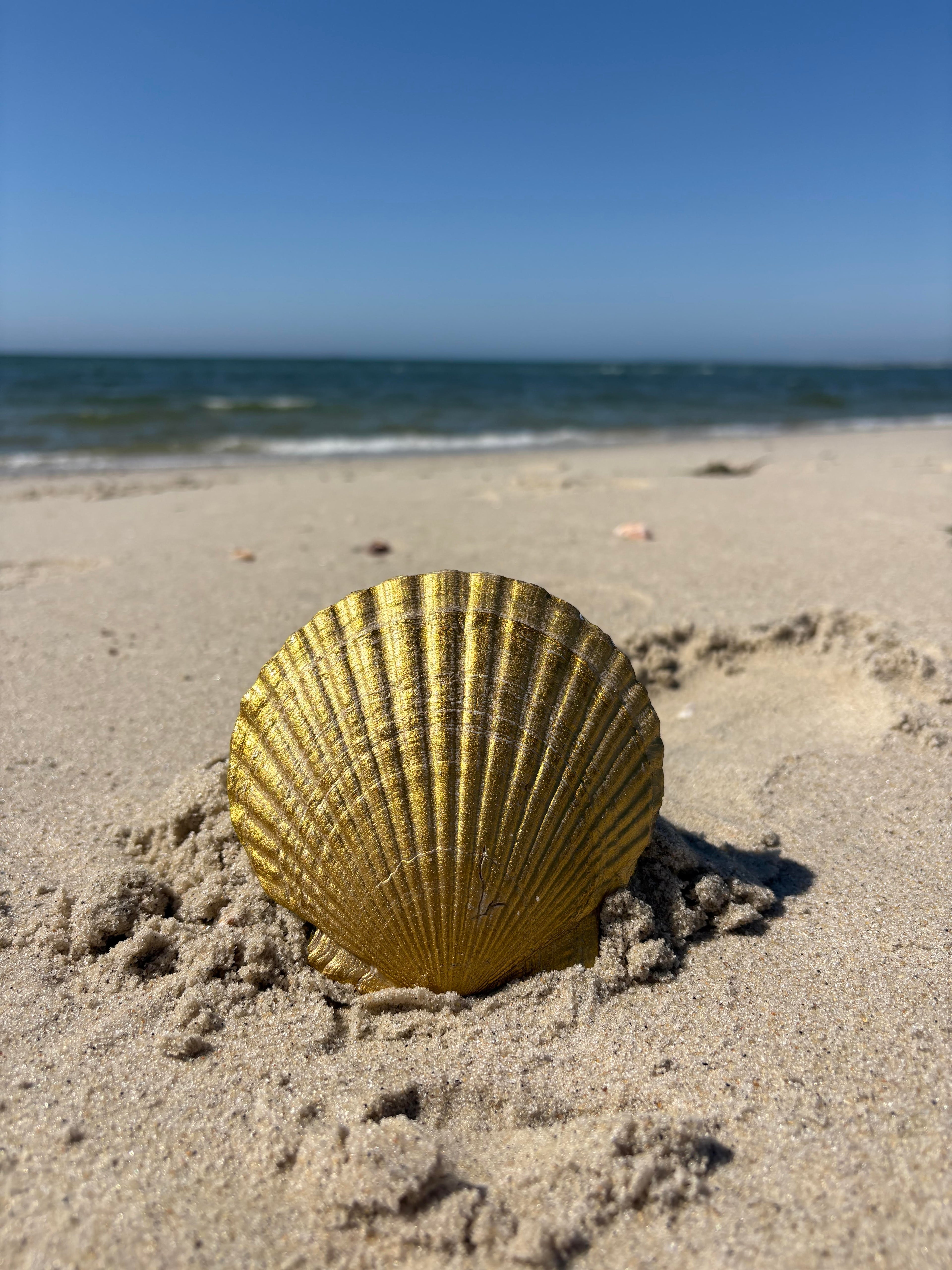 Cape Cod Shell